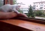 Котенок спасает хозяина