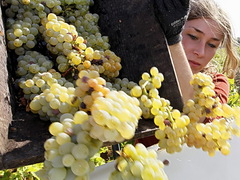 Сбор винограда во Франции