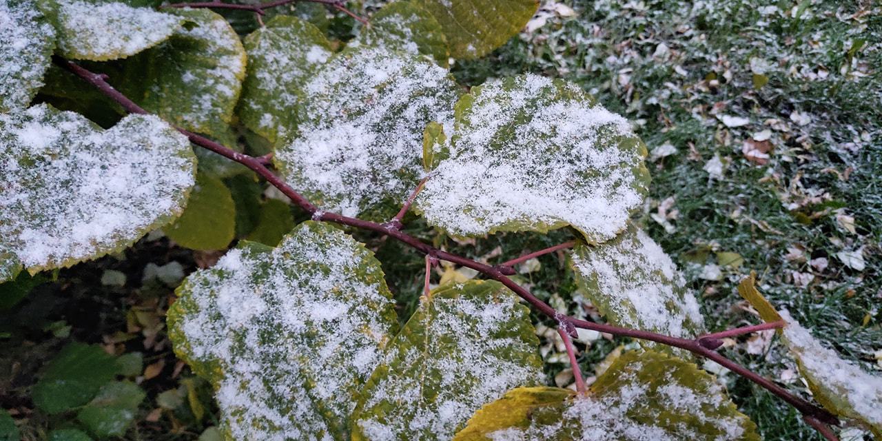 сніг у Києві