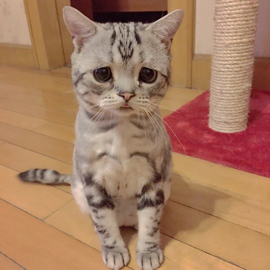 Хит Instagram: Луху - самая грустная кошка в мире