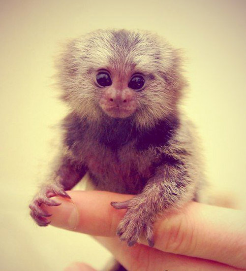 Самая маленькая обезьянка в мире