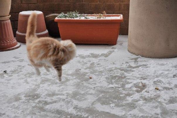 Реакция кота на первый снег в его жизни
