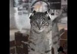 Танцующие коты - супер!    