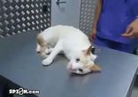 Как выключить кота