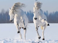 Открытки на Новый год Лошади 