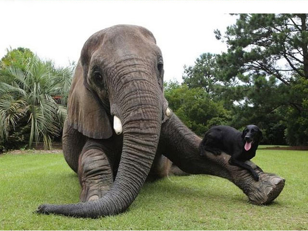 Собака и слон - лучшие друзья!