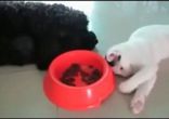 Кошка ворует с собачьей миски