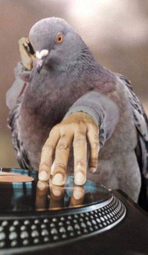 Если бы у птиц были руки