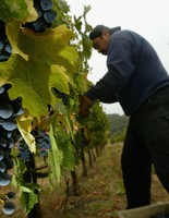 Каберне Napa Valley зігріє душу Каберне Napa Valley зігріє душу