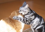 Позитивные коты