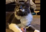 Котейка играется