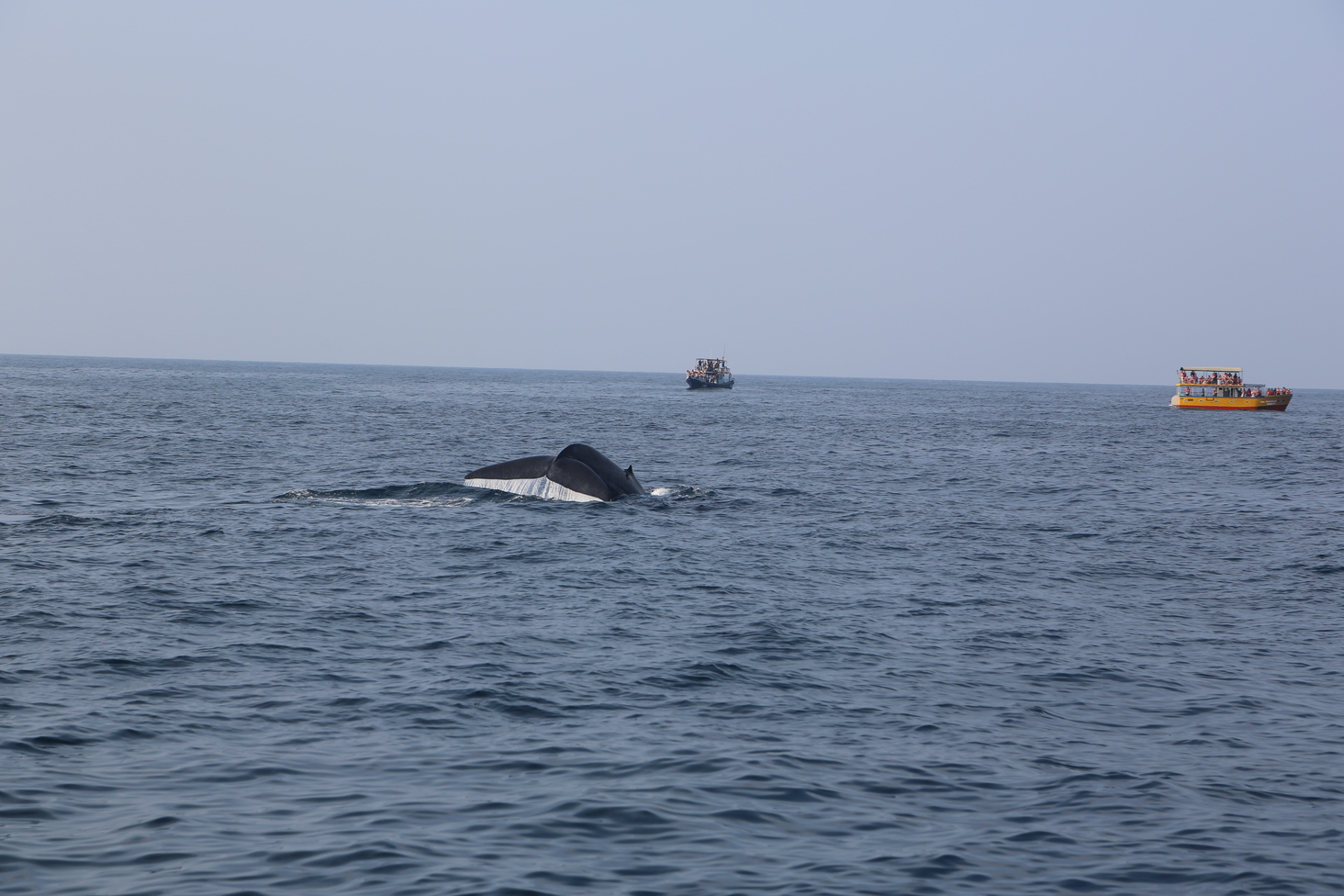 Дмитрий Каднай о Шри-Ланке: все, что вы не прочитаете в путеводителе об острове