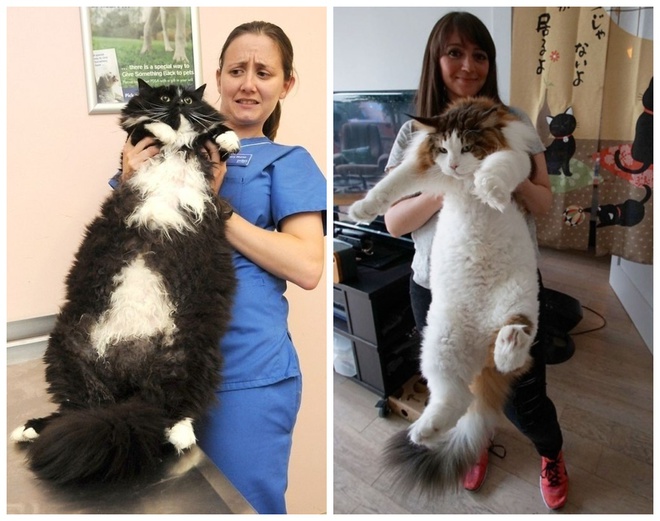 Кота много не бывает