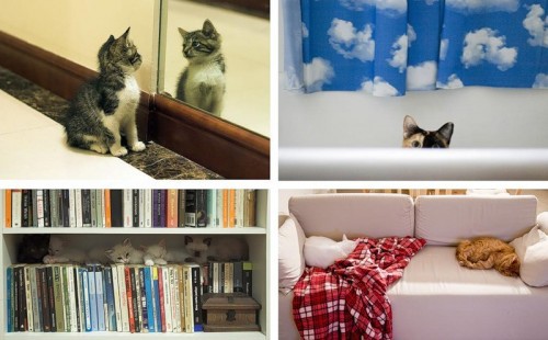 Кошки - лучшее украшение Вашего дома