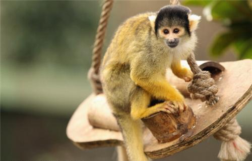 Смешные обезьяны