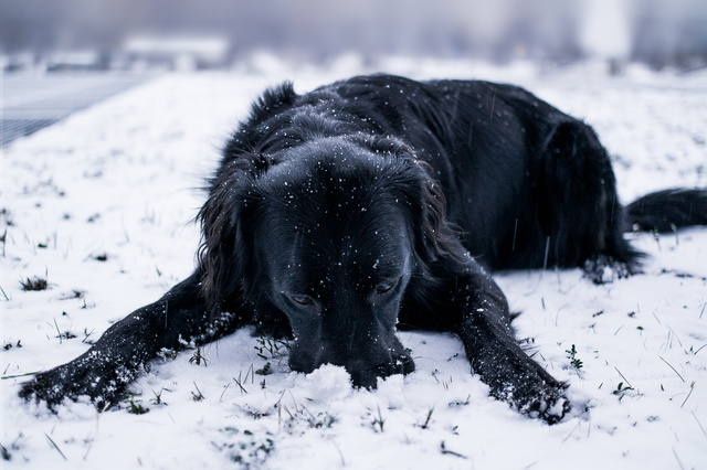 Собачка и первый снег