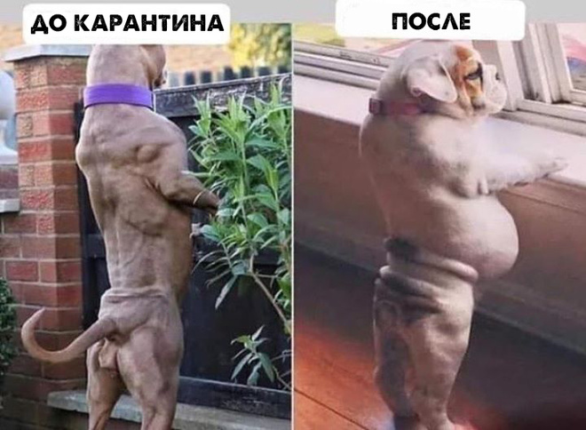 Коронавирус. Итоги карантина