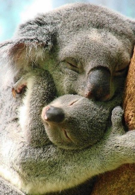 Позитивные коалы