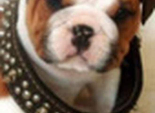 Cобак можно будет брать напрокат