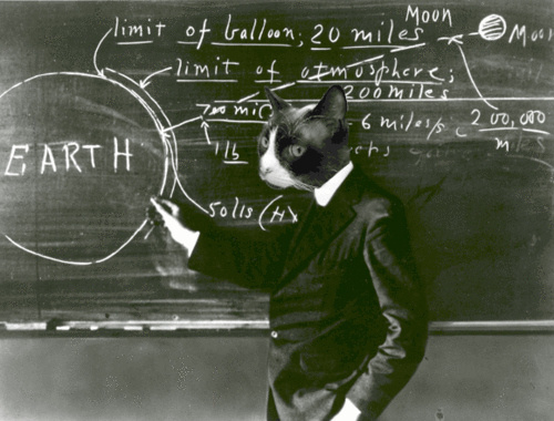 Коты в роли научных работников