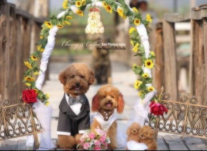 Свадьба у собак