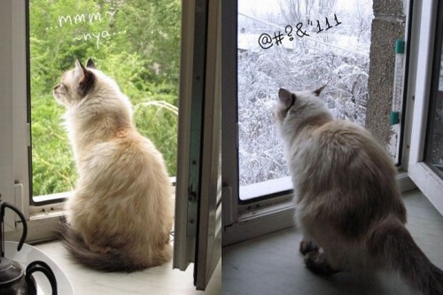 Выходки животных