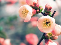 Весна за окном