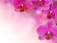 Орхидеи