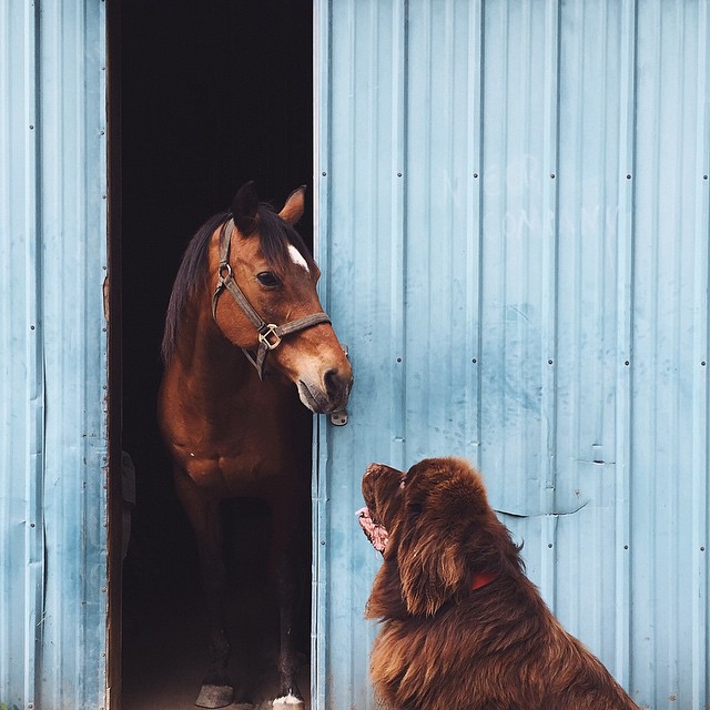 Собаки и лошадь
