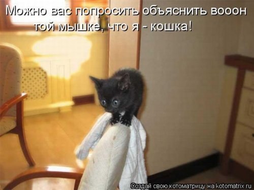 Прикольные картинки с котоматрицами