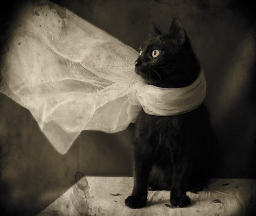 Животные модели