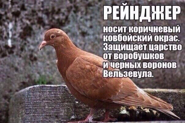 Голуби бывают разные