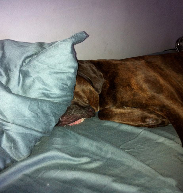 Тяжелое собачье утро