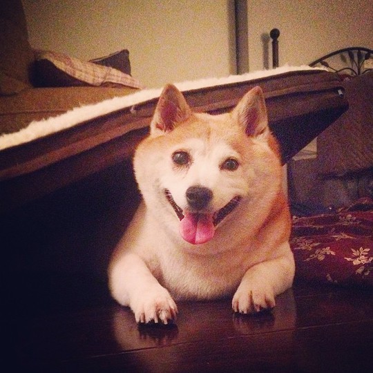 Новий хіт Instagram: Собака, яка сміється