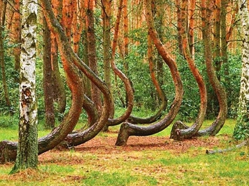 Кривой лес