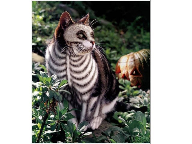 Раскрашенные коты