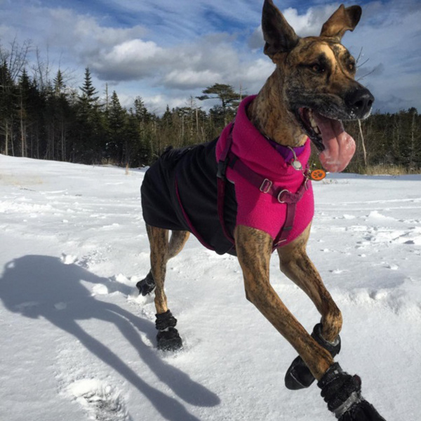 Модные собачки