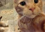 Animal selfie