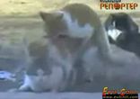 Любовный треугольник)