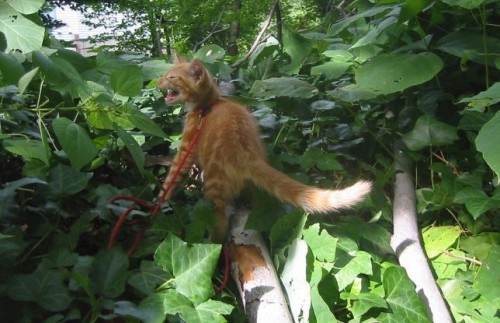 Выгул котов разрешен!;]