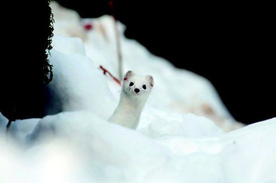 Самое ласковое животное