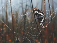 Бабочка и паутинка