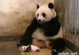Панда чхнула)