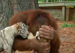 Орангутан кормит тигрят