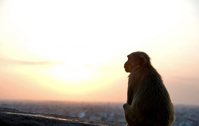 Где встретить дикое животное: Monkey Palace – Джайпур