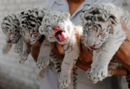 Ахаха милахи