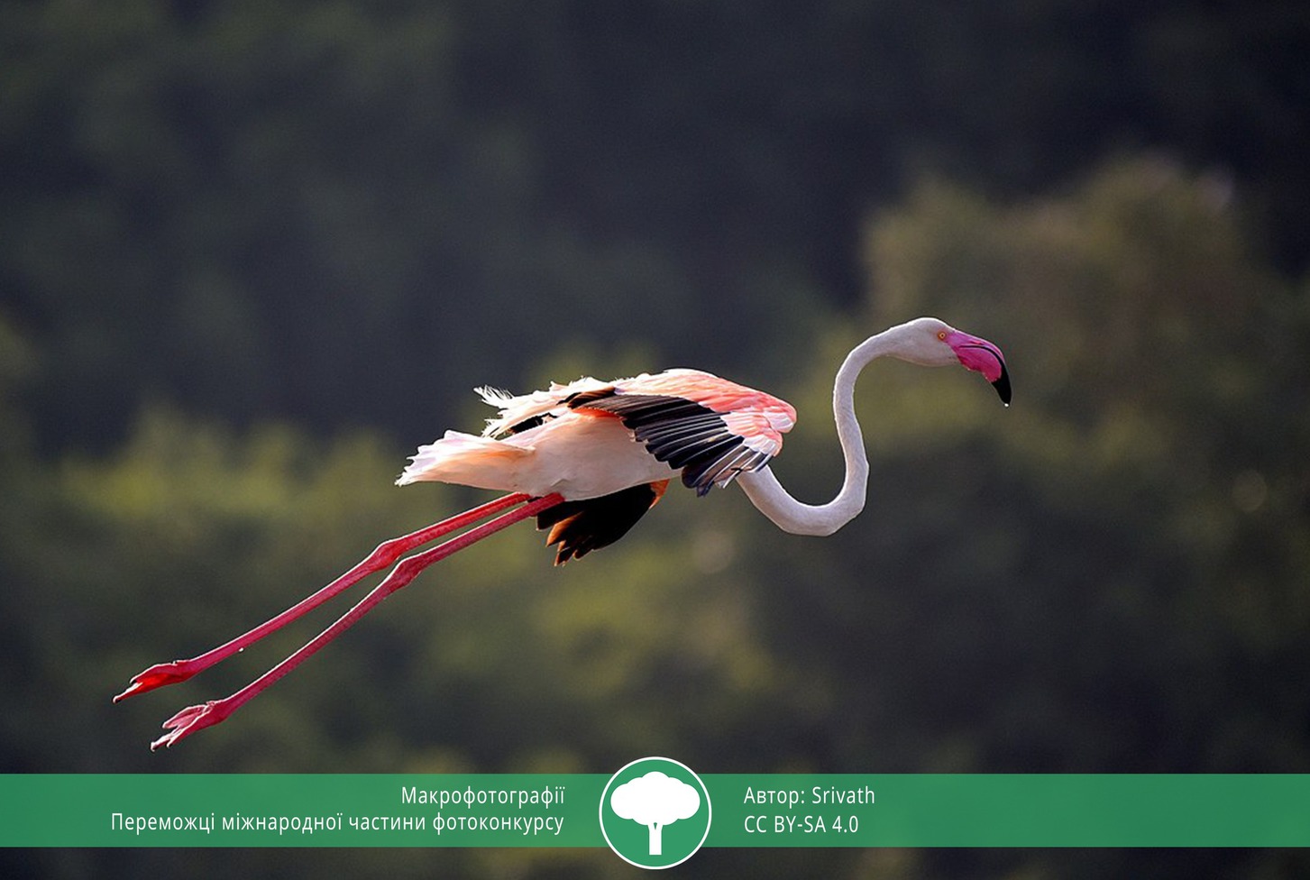 найкращі фото природи 2021