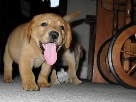 Зверье мое!