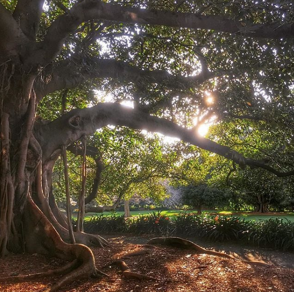 Королівський ботанічний сад, Сідней, Австралія