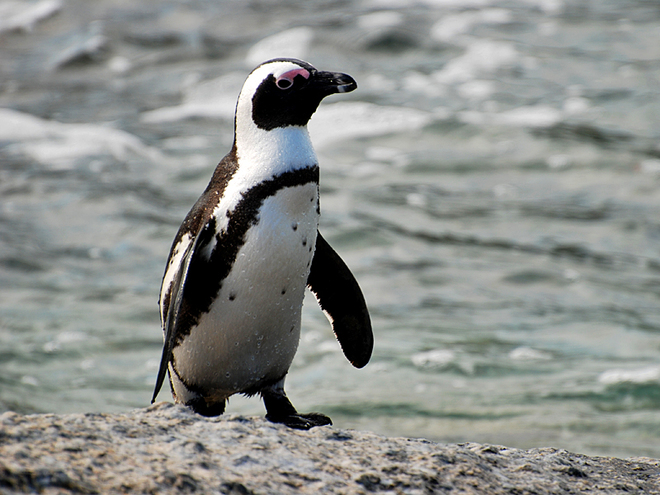 Где встретить пингвинов: Пингвины в Африке - Очковый пингвин